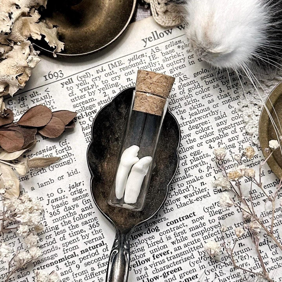 Real Tiny Coyote Teeth in Glass Vial – No. 02