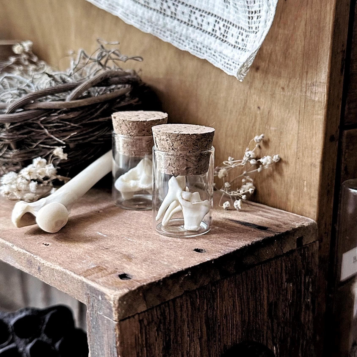 One Real Coyote Molar in Tiny Glass Vial – No. 02