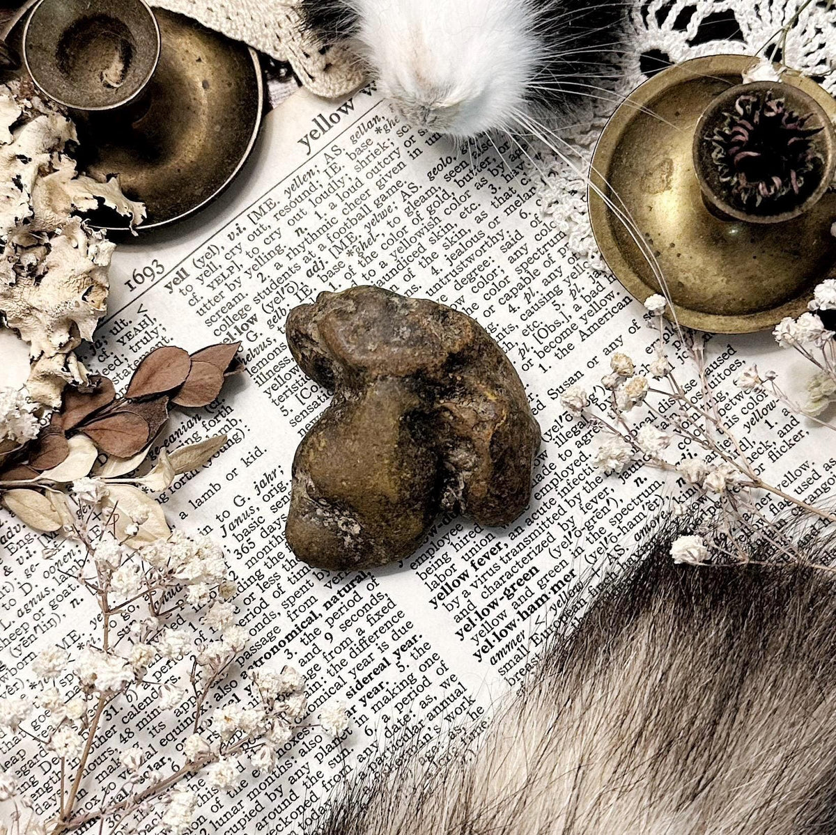 Real Coprolite Fossil – No. 07
