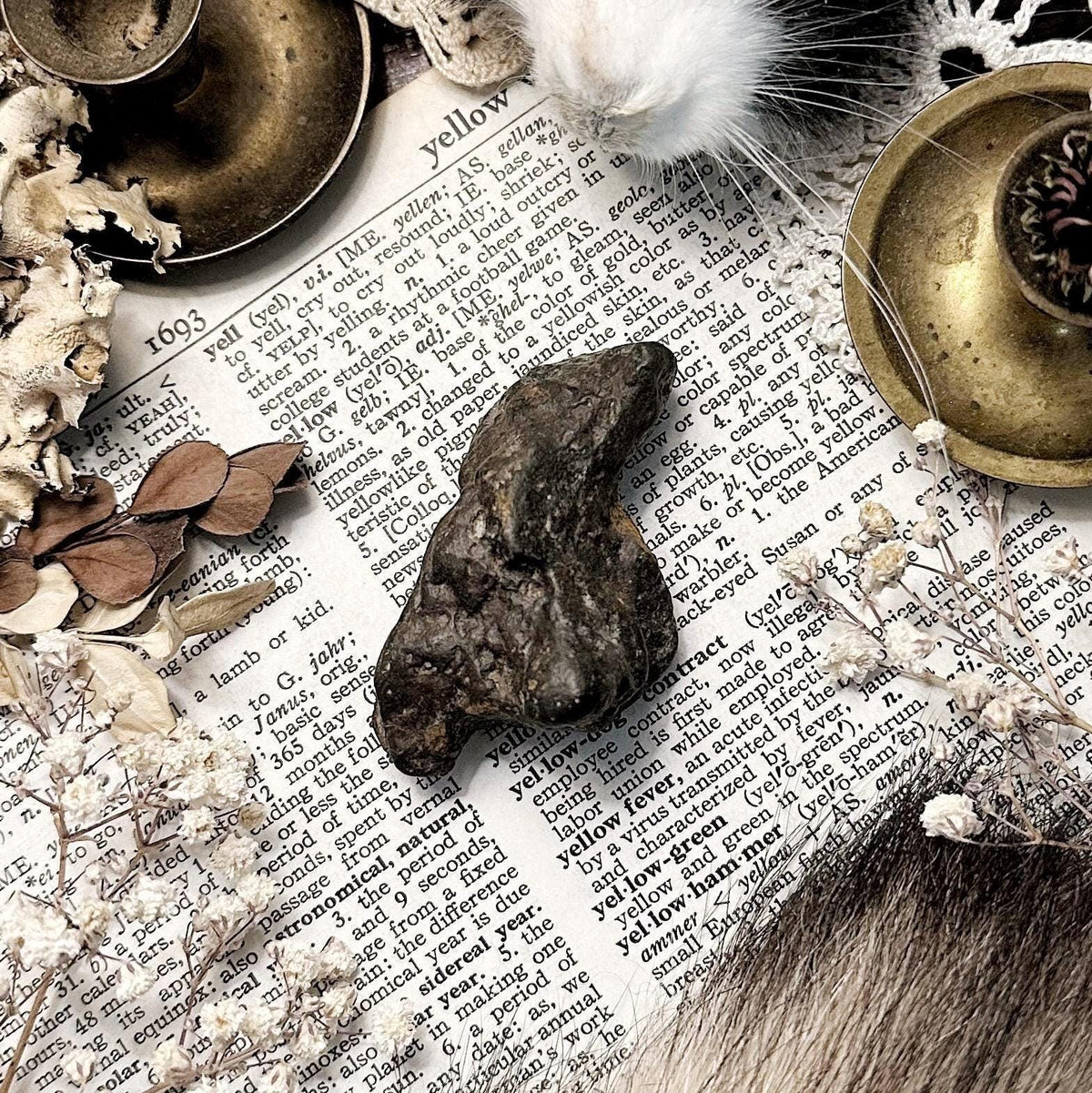 Real Coprolite Fossil – No. 09