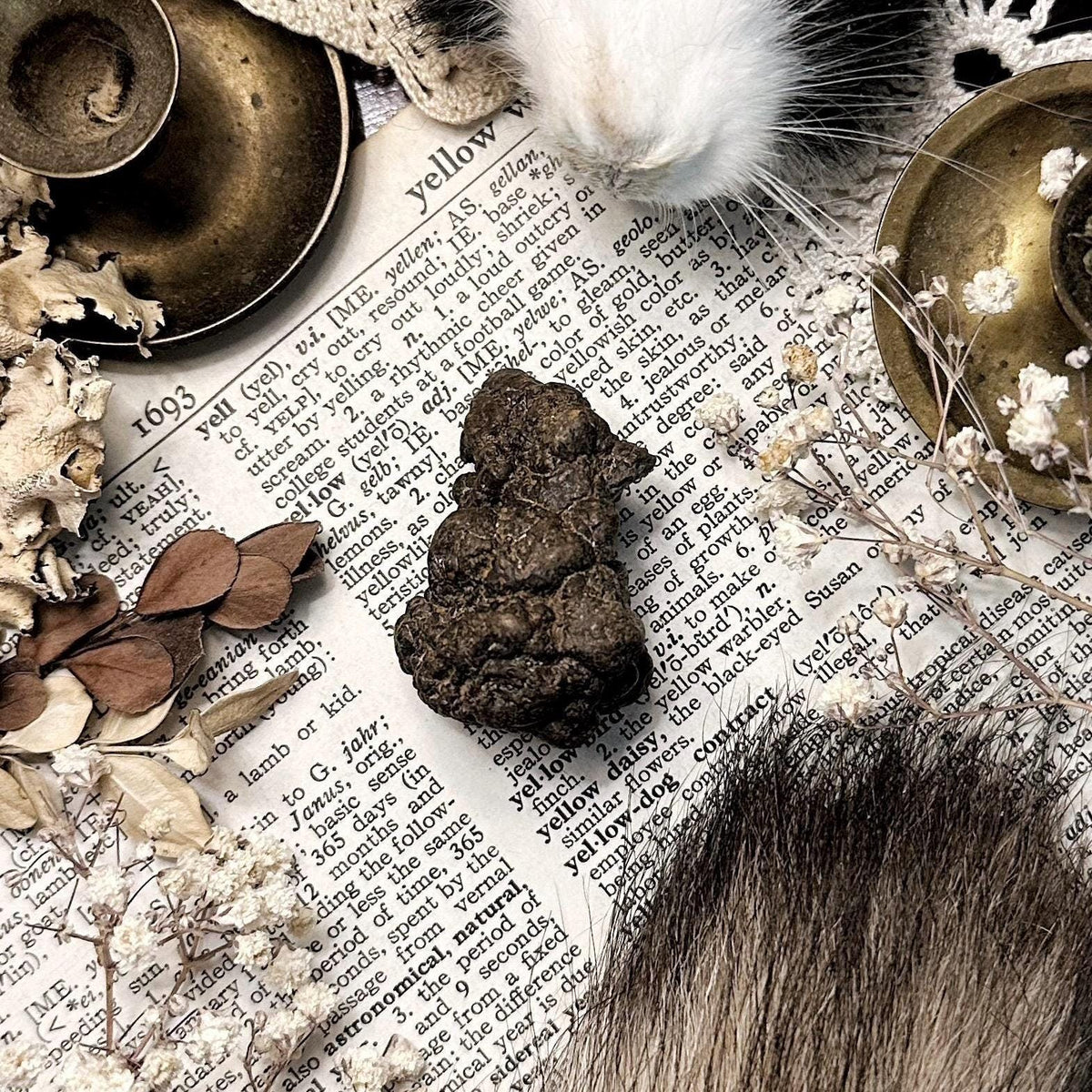 Real Coprolite Fossil – No. 16