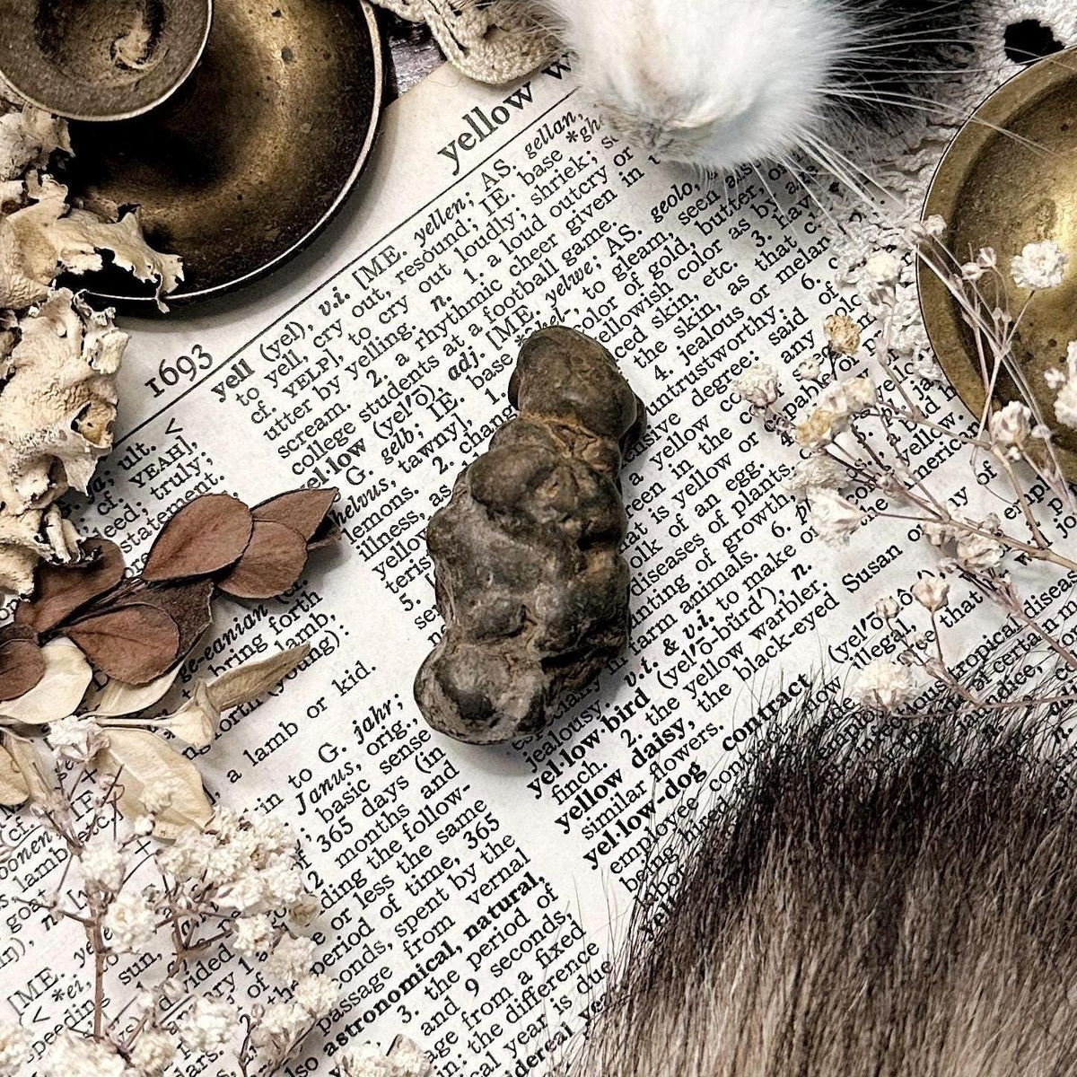 Real Coprolite Fossil – No. 19