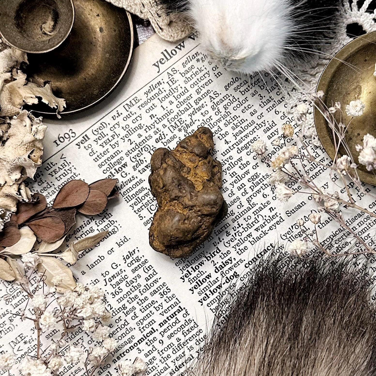 Real Coprolite Fossil – No. 20