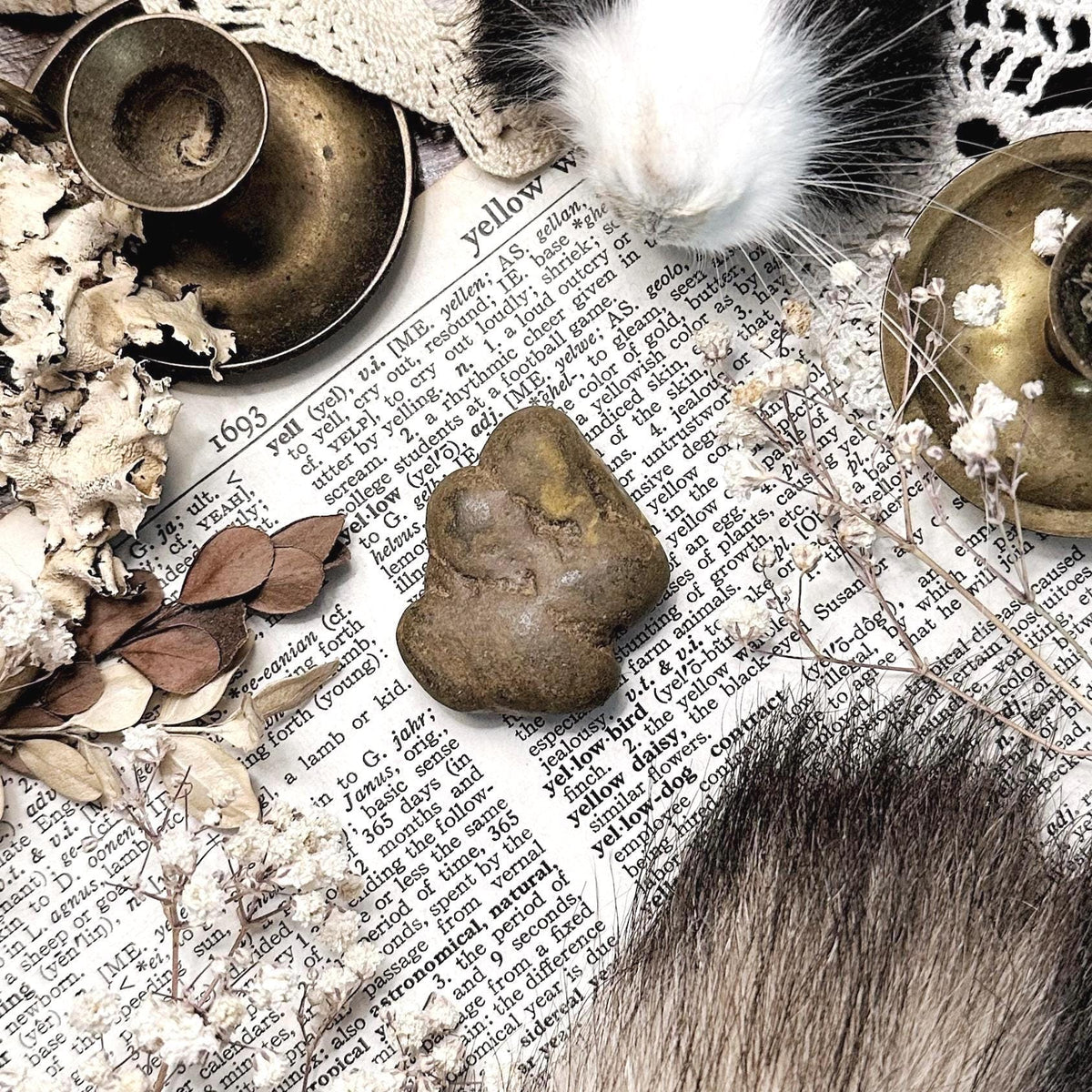 Real Coprolite Fossil – No. 28