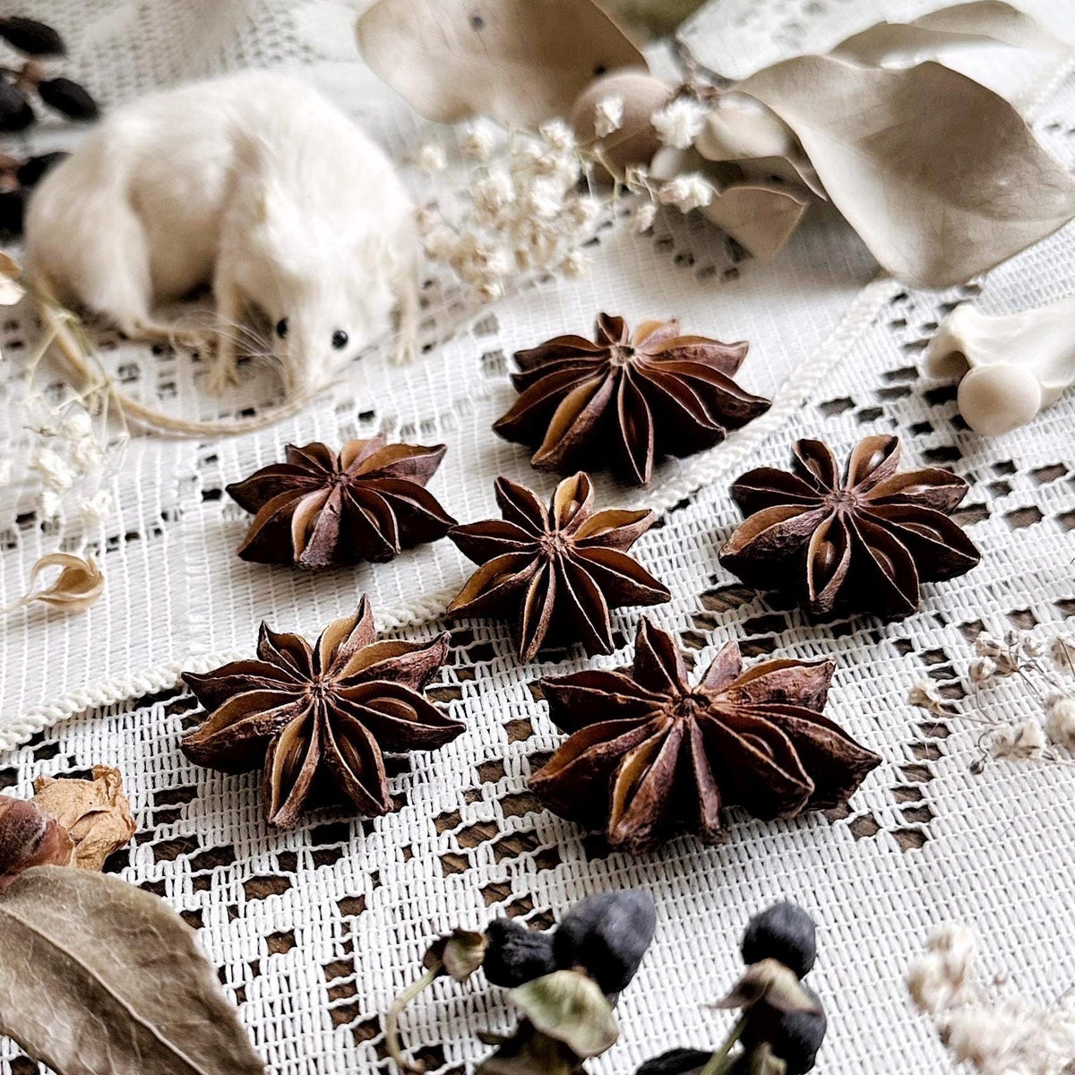 Collection of 6 Star Anise Pods
