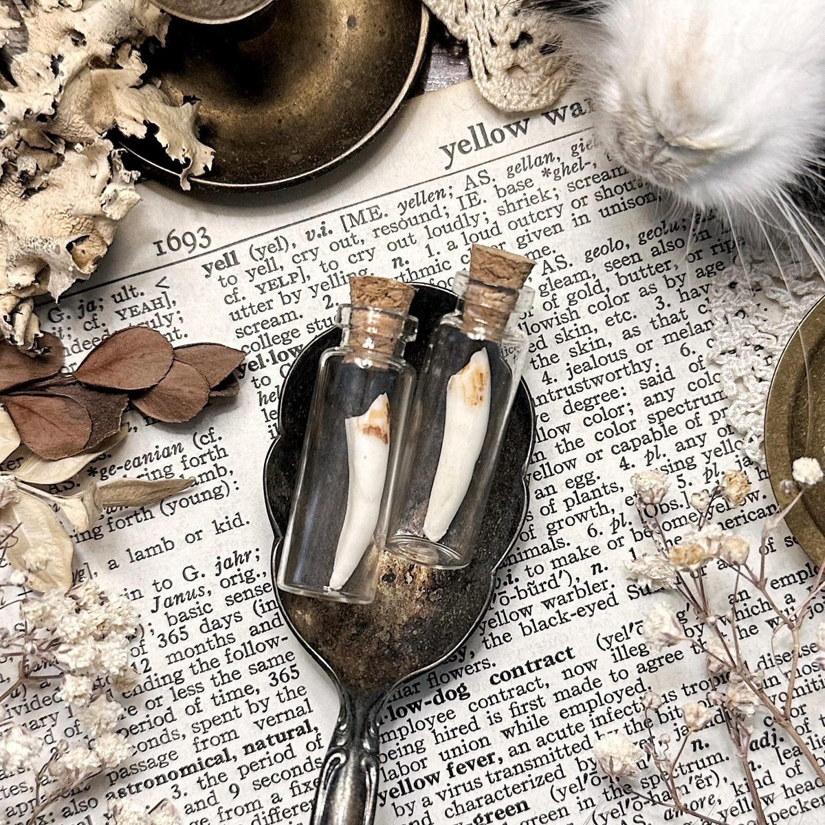 One Real Mystery Tooth in Tiny Glass Vial – No. 02