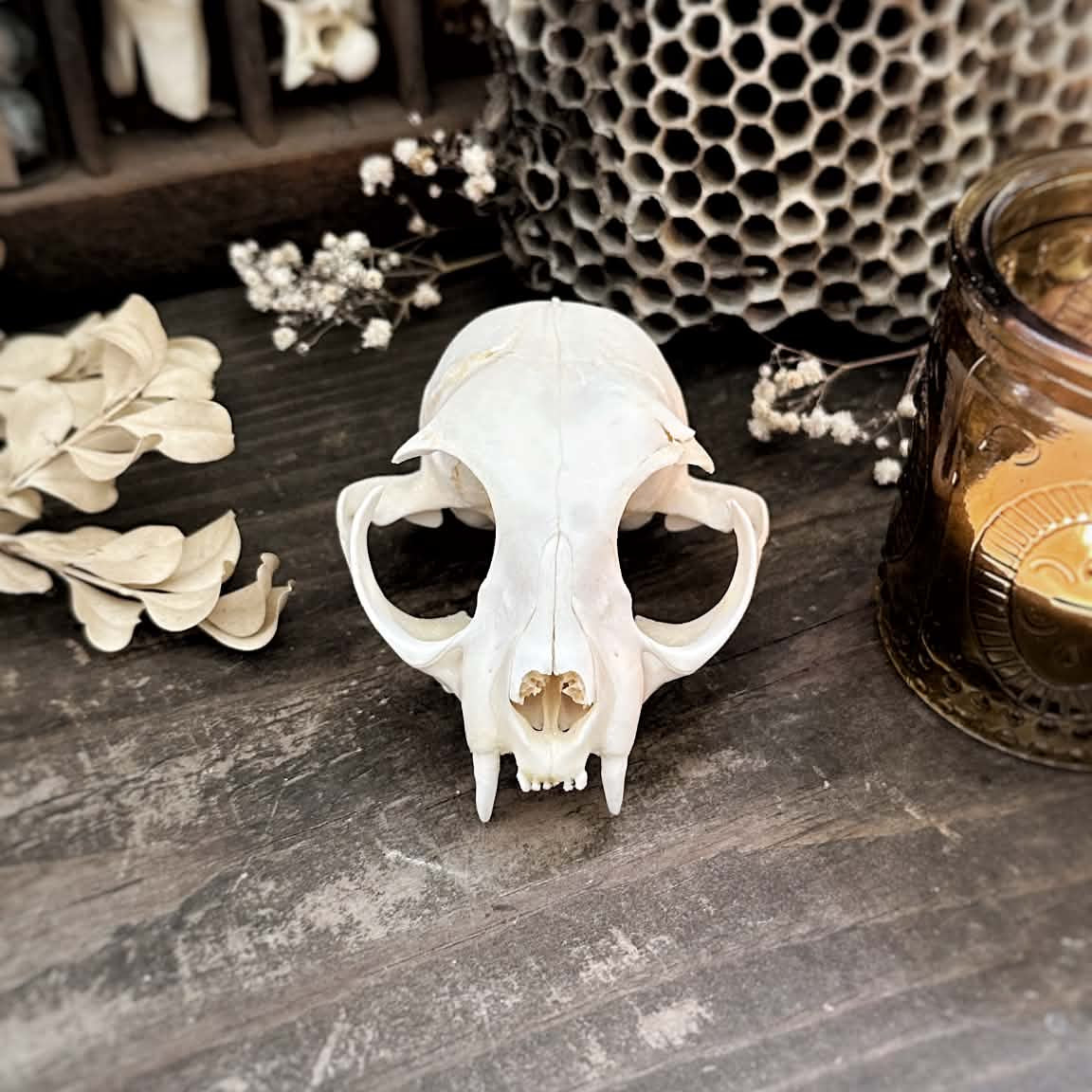 Real Cat Top Skull – Lucinda