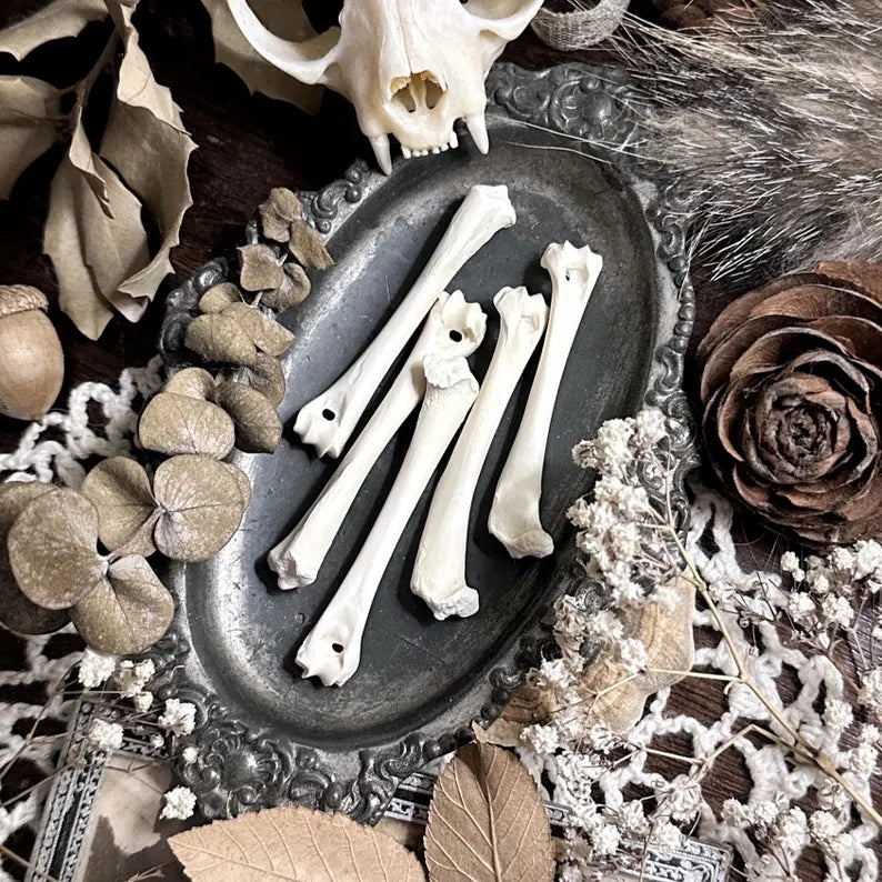 One Real Rabbit Humerus Bone