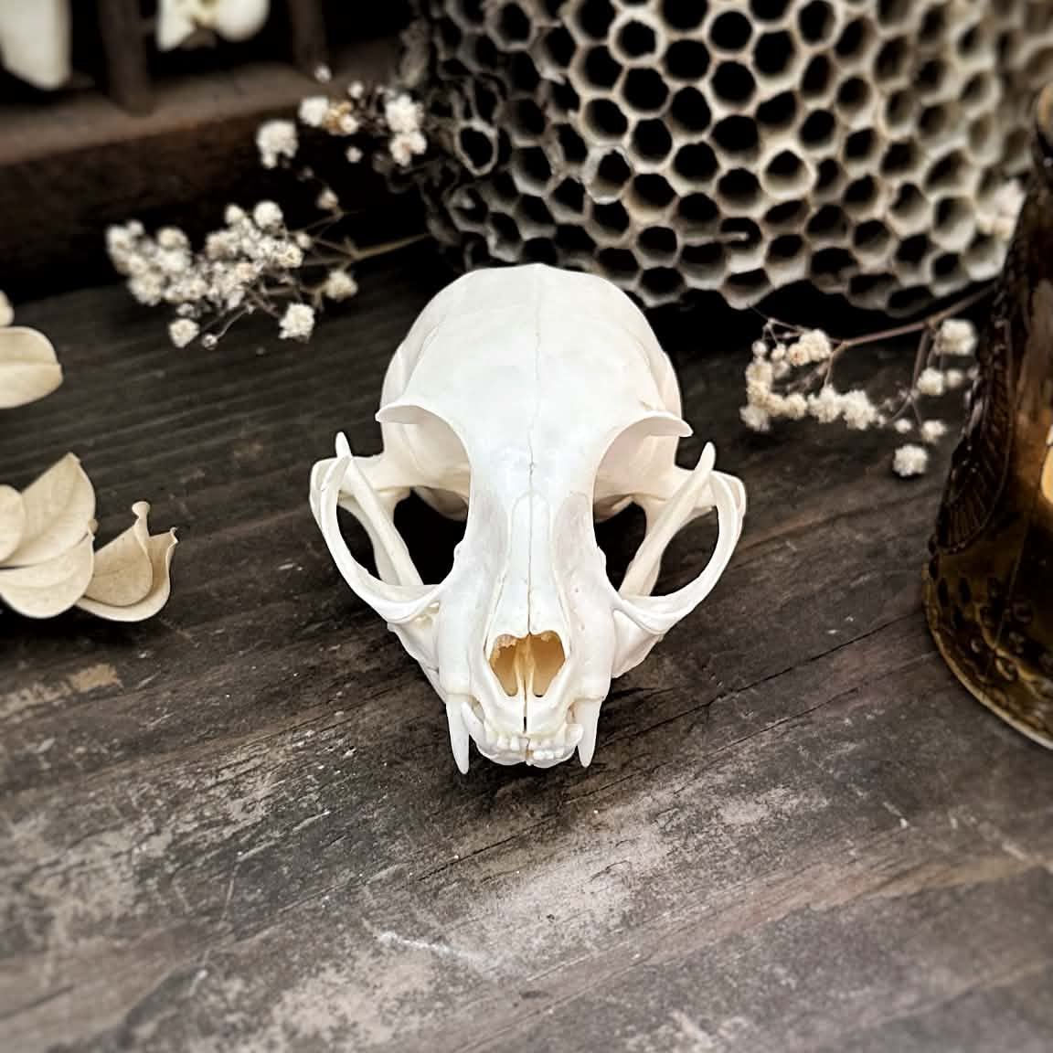 Real Cat Skull – Willow