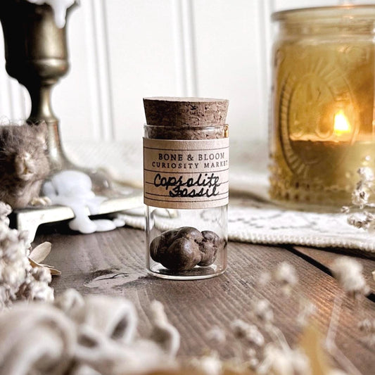 Real Tiny Coprolite Fossil in Glass Vial – No. 22