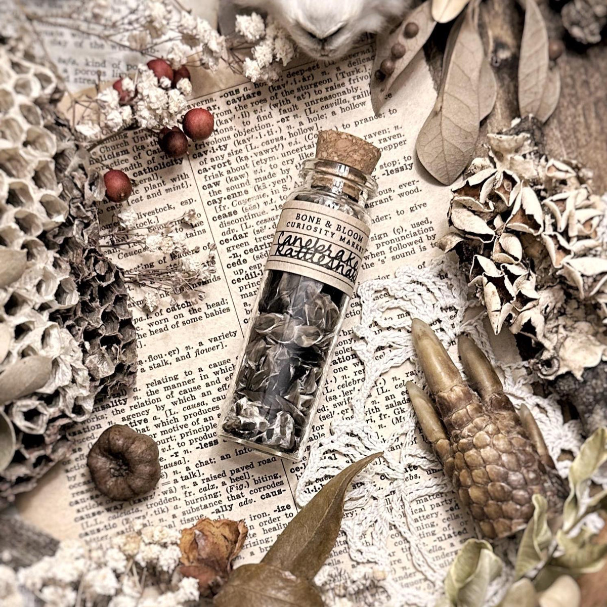 Real Canebrake Rattlesnake Skin in Glass Vial