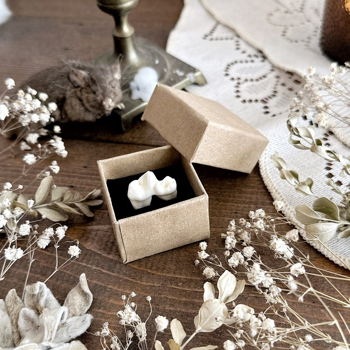Real Coyote Molar in Tiny Kraft Box