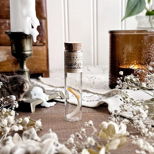 Real Gopher Tooth in Glass Vial