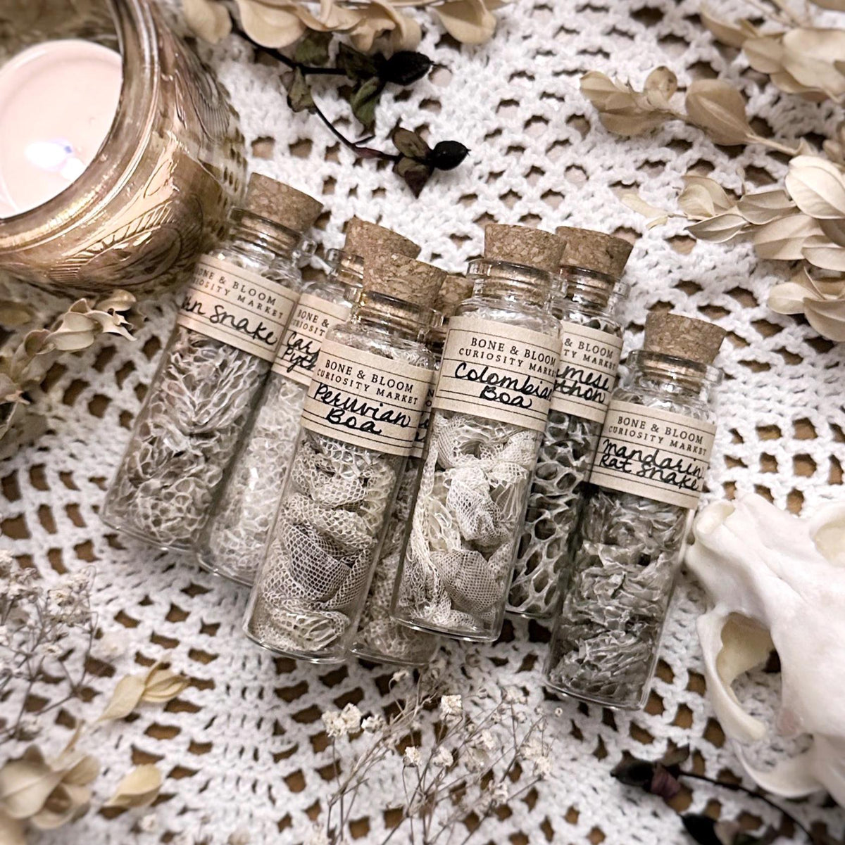 Real Mystery Snake Skin in Glass Vial, Labeled with Species