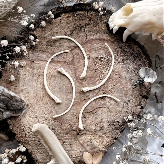 Collection of 5 Real Pathological Emerald Tree Boa Snake Rib Bones – No. 04