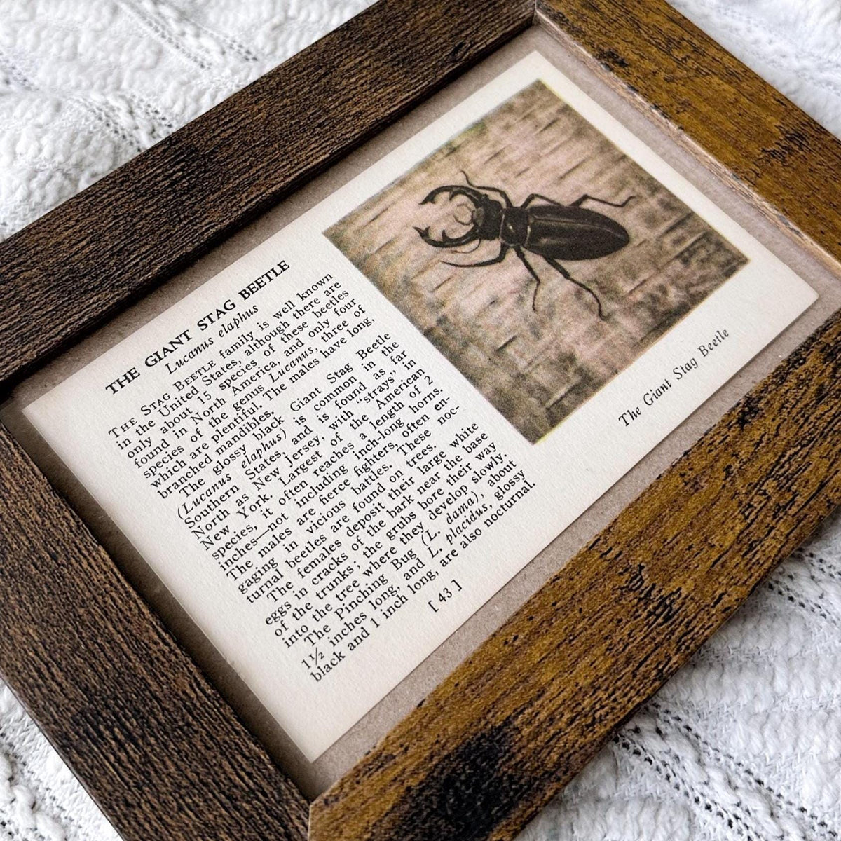 1937 The Giant Stag Beetle – 4x6 Framed Vintage 1930's Insect Book Page