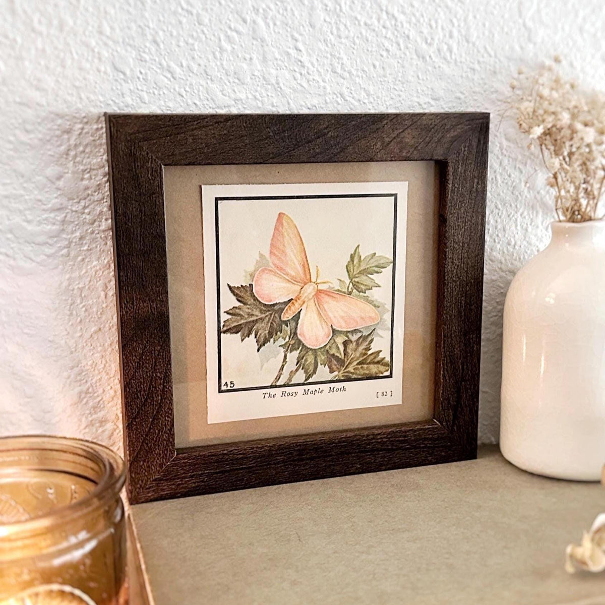 1934 The Rosy Maple Moth – 4x4 Framed Vintage 1930's Print