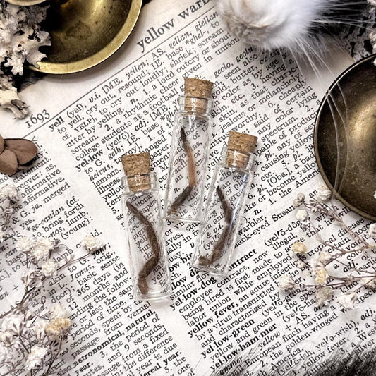 Mystery Tiny Tarantula Leg in Glass Vial – No. 18