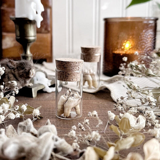 One Real Rustic Deer Tooth in Glass Vial – No. 01