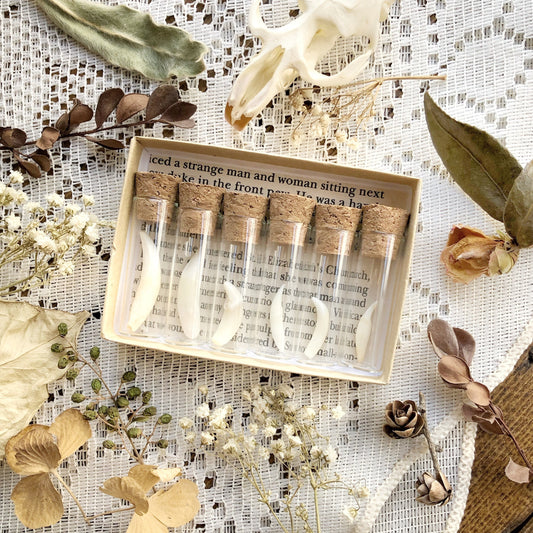 A Study in Teeth Collection – No. 02