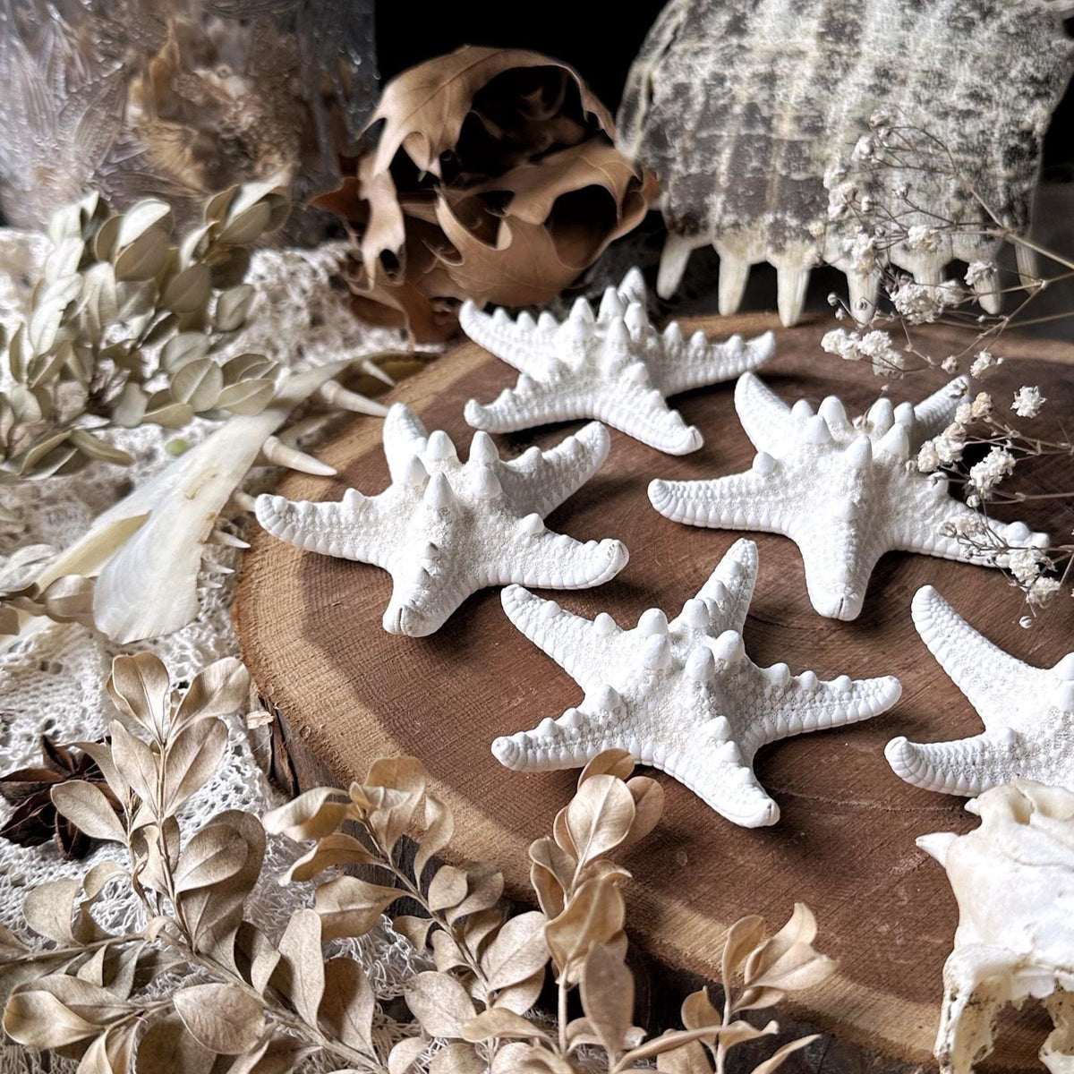 One Real Large Dried Starfish – No. 01