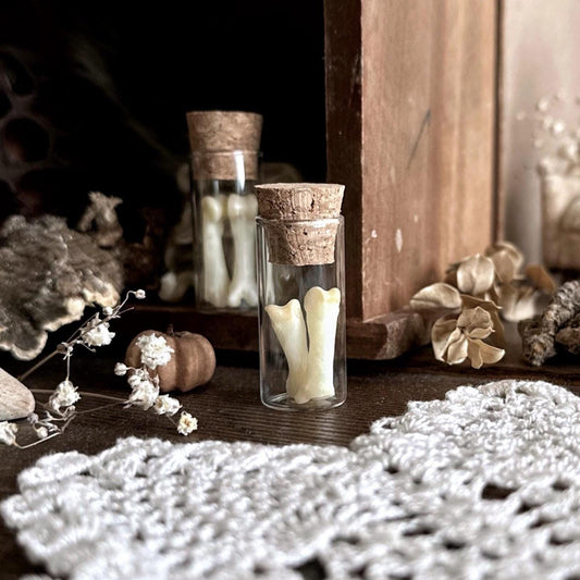 Real Coyote Toe Bones in Glass Vial