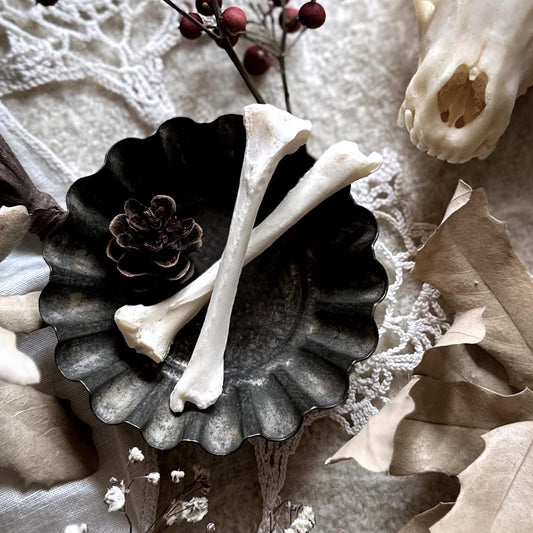 One Real Skunk Tibia Bone – No. 01