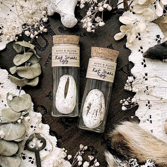 One Real Dried Rat Snake Egg in Glass Vial – No. 01