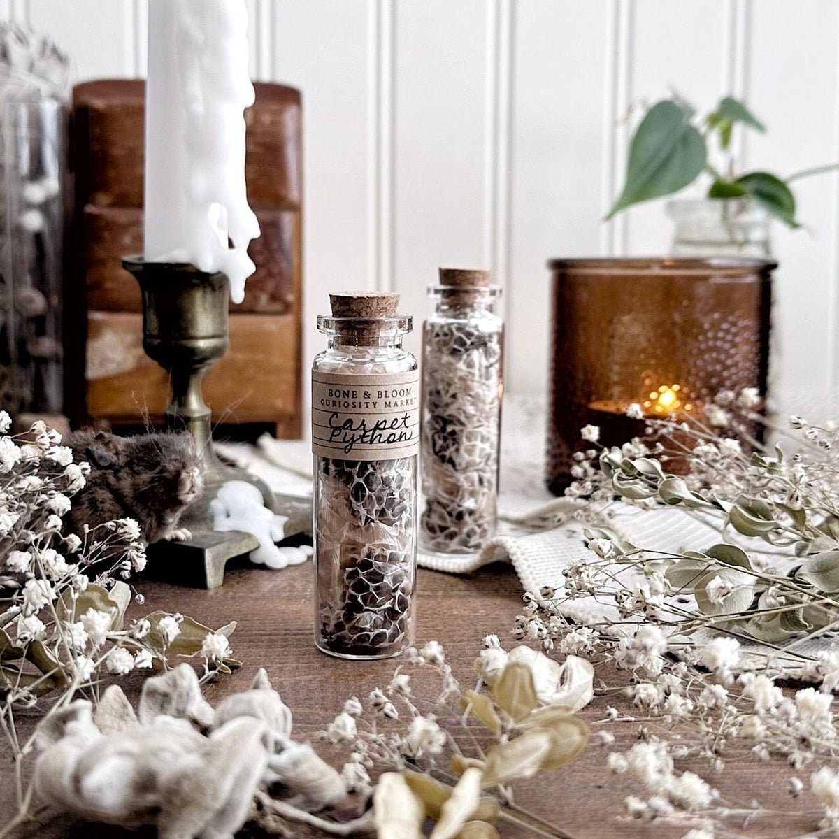 Real Carpet Python Snake Skin in Glass Vial