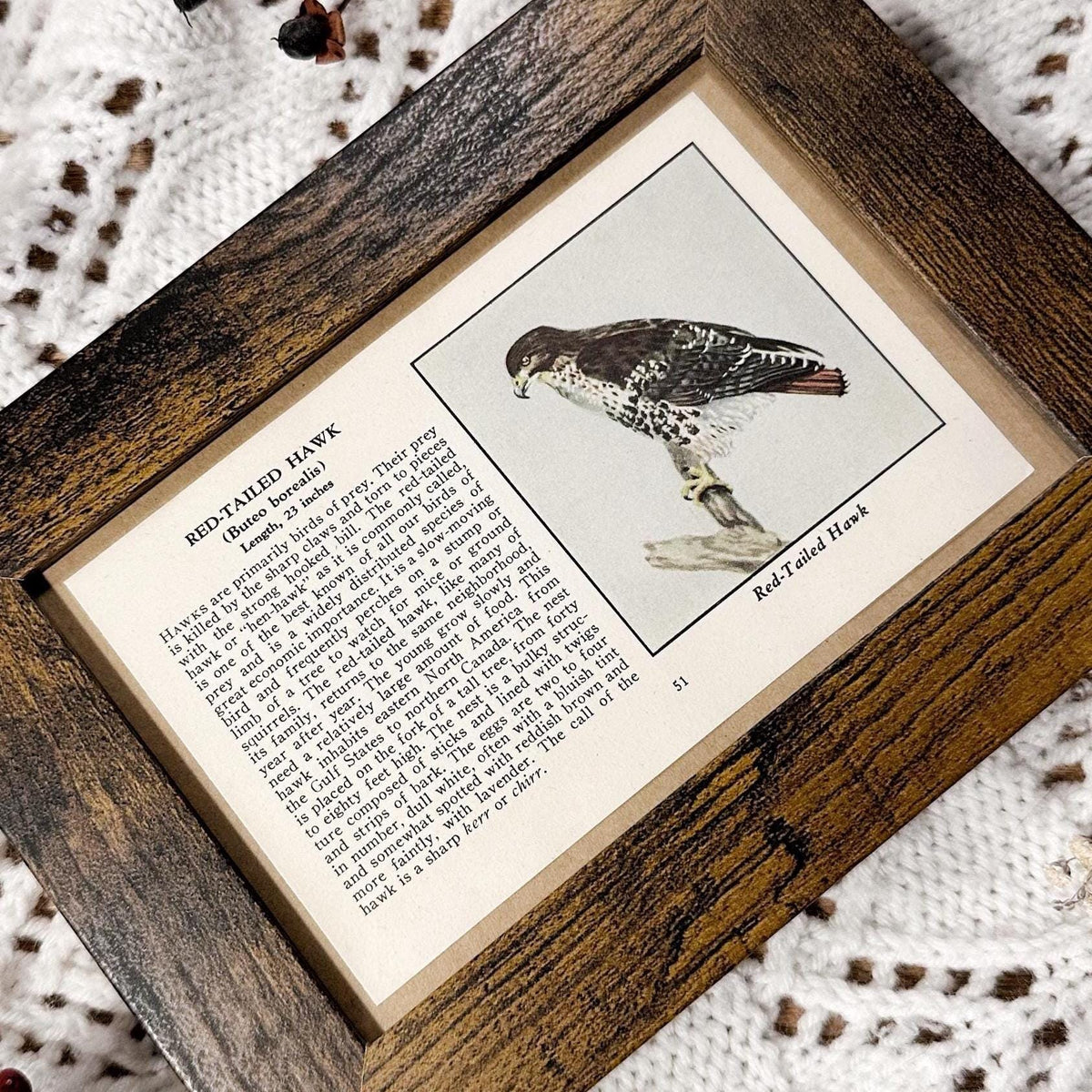 1931 The Red-Tailed Hawk – 4x6 Framed Vintage 1930's Bird Book Page