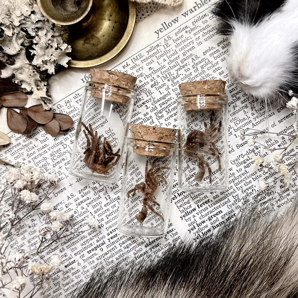 Mystery Petite Tarantula Molt in Glass Vial – No. 01
