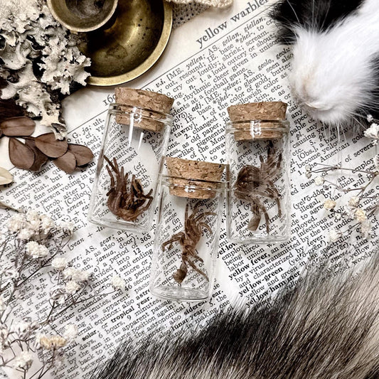 Mystery Petite Tarantula Molt in Glass Vial – No. 01