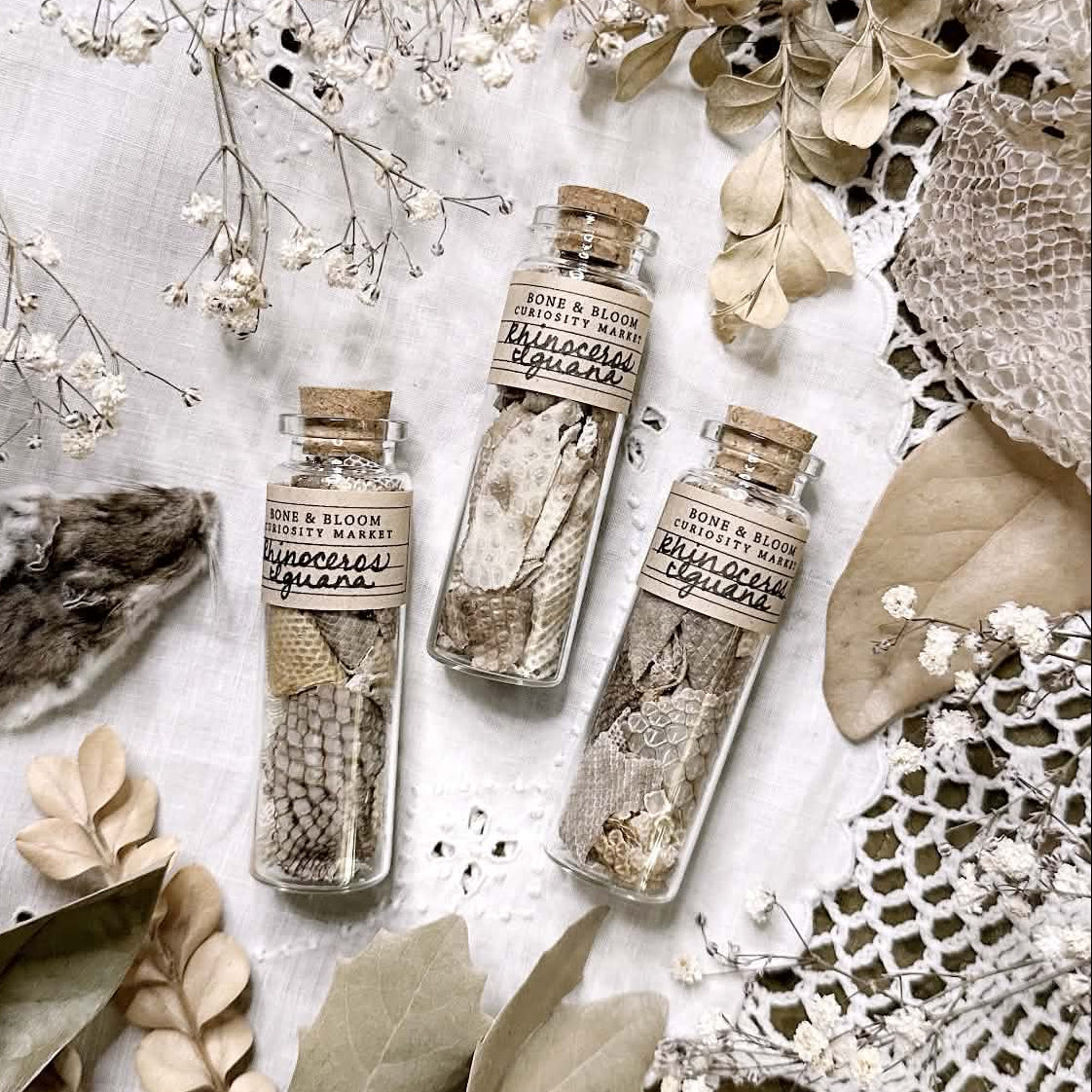 Real Rhino Iguana Skin in Glass Vial