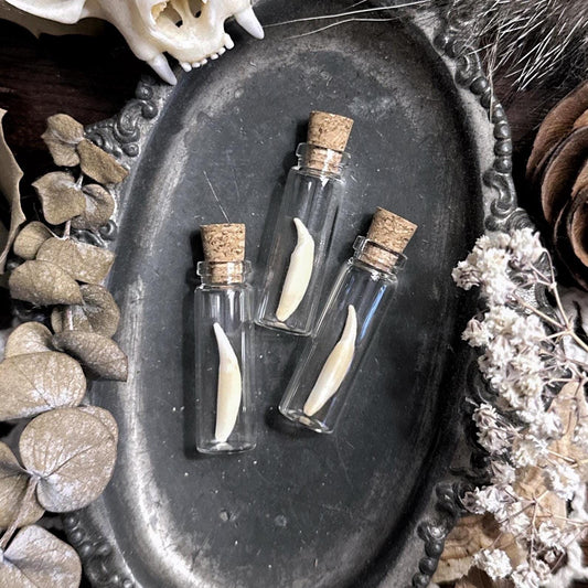 One Real Tiny Mink Canine Tooth in Glass Vial – No. 01