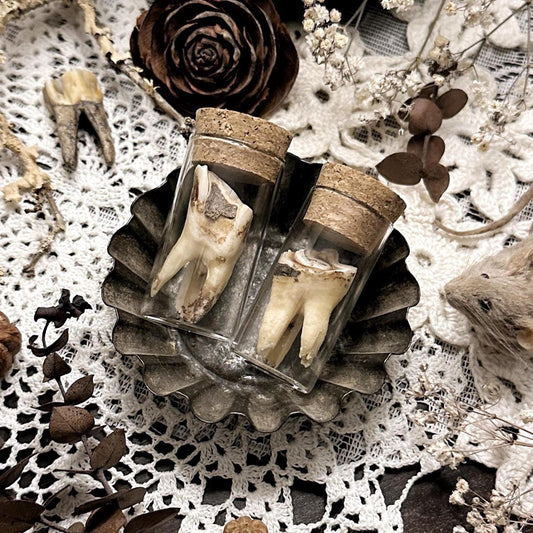 One Real Rustic Cow Tooth in Glass Vial