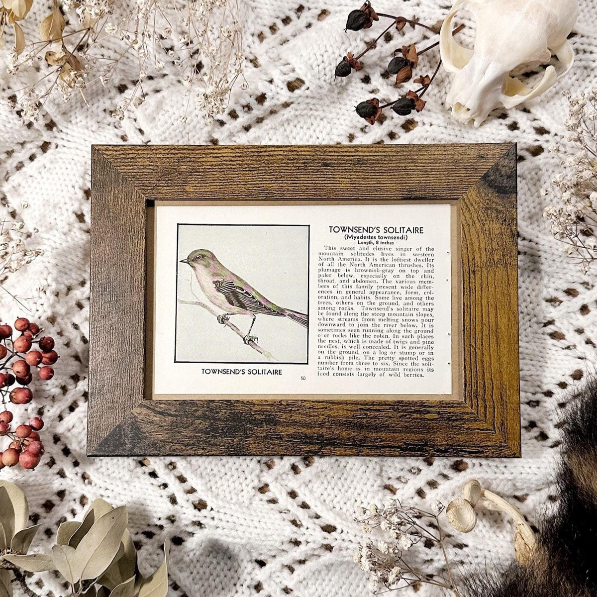 1931 Townsend’s Solitaire – 4x6 Framed Vintage 1930's Bird Book Page