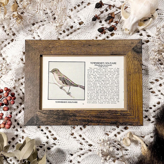 1931 Townsend’s Solitaire – 4x6 Framed Vintage 1930's Bird Book Page