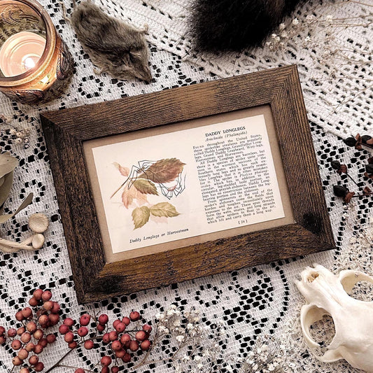 1937 Daddy Longlegs Spider – 4x6 Framed Vintage 1930's Book Page