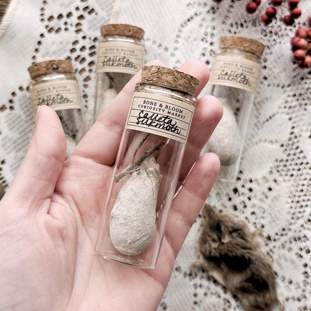 One Real Calleta Silk Moth Cocoon in Glass Vial – No. 01