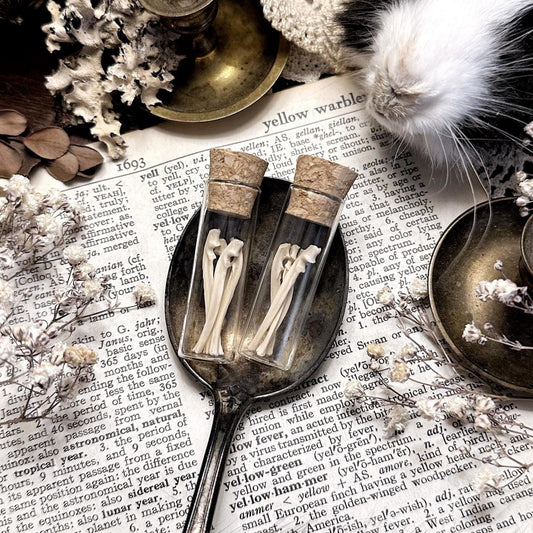Real Petite Rat Ulna Bones in Glass Vial – No. 02