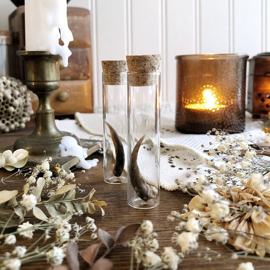 One Real Porcupine Claw in Glass Vial – No. 03