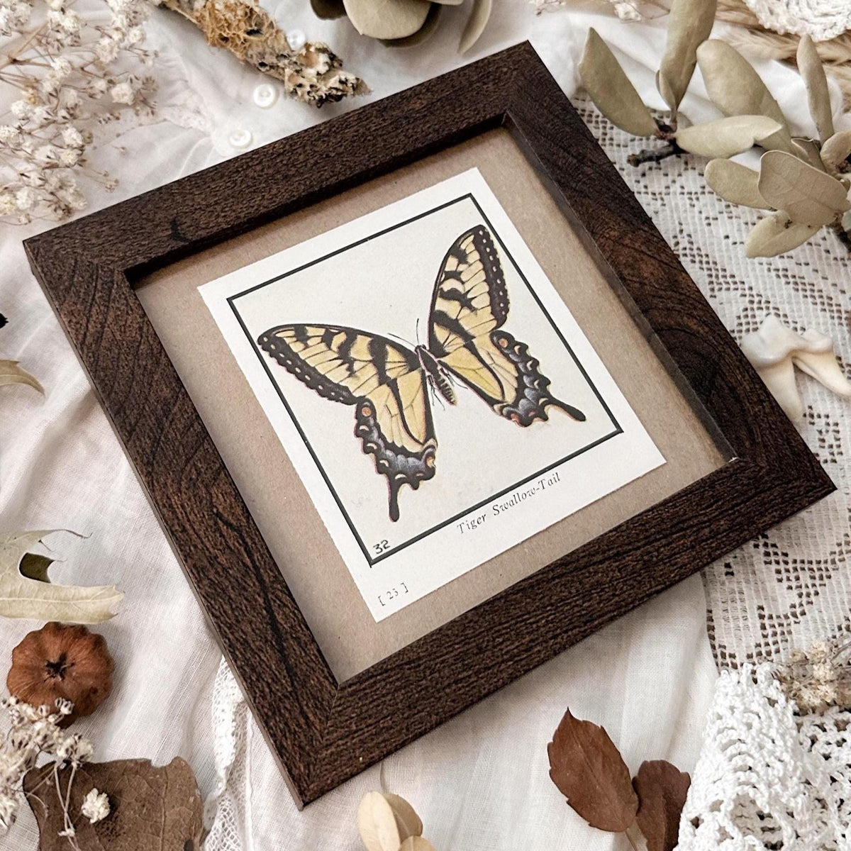 1934 The Tiger Swallowtail Butterfly – 4x4 Framed Vintage 1930's Print