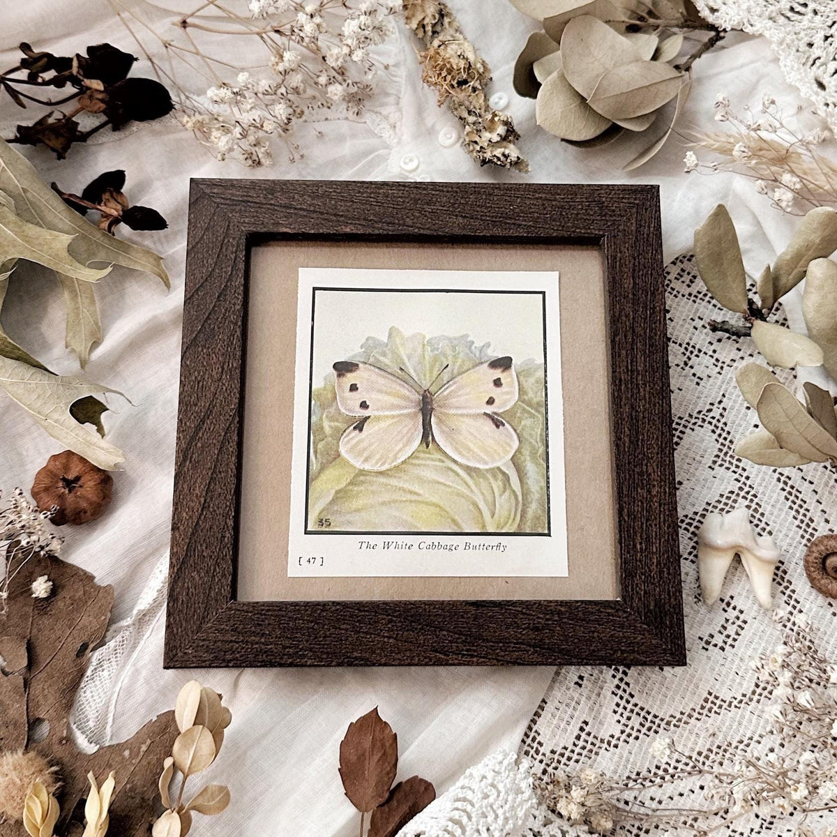 1934 The White Cabbage Butterfly – 4x4 Framed Vintage 1930's Print