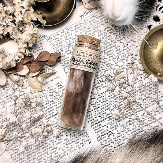 Real Rhode Island Red Chicken Feathers in Glass Vial
