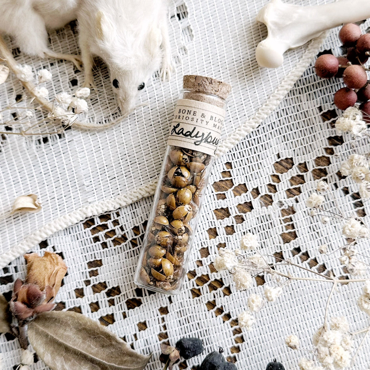 Real Dried Ladybugs in Glass Vial
