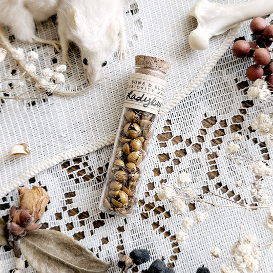 Real Dried Ladybugs in Glass Vial