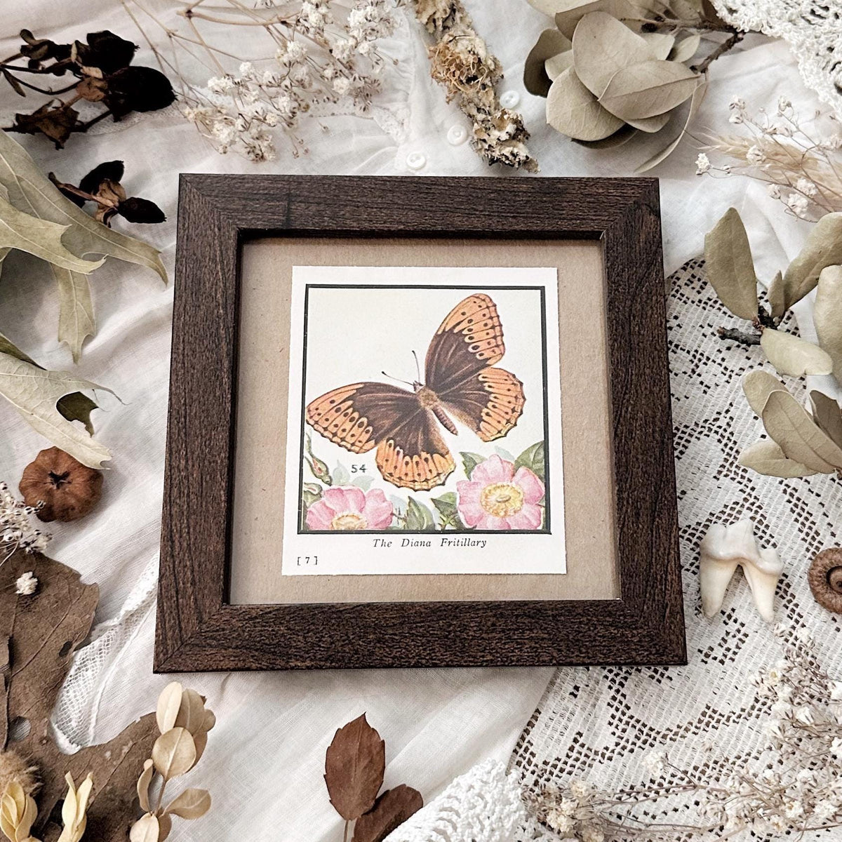1934 The Diana Fritillary Butterfly – 4x4 Framed Vintage 1930's Print
