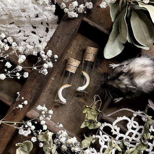 One Real Squirrel Tooth in Glass Vial – No. 04