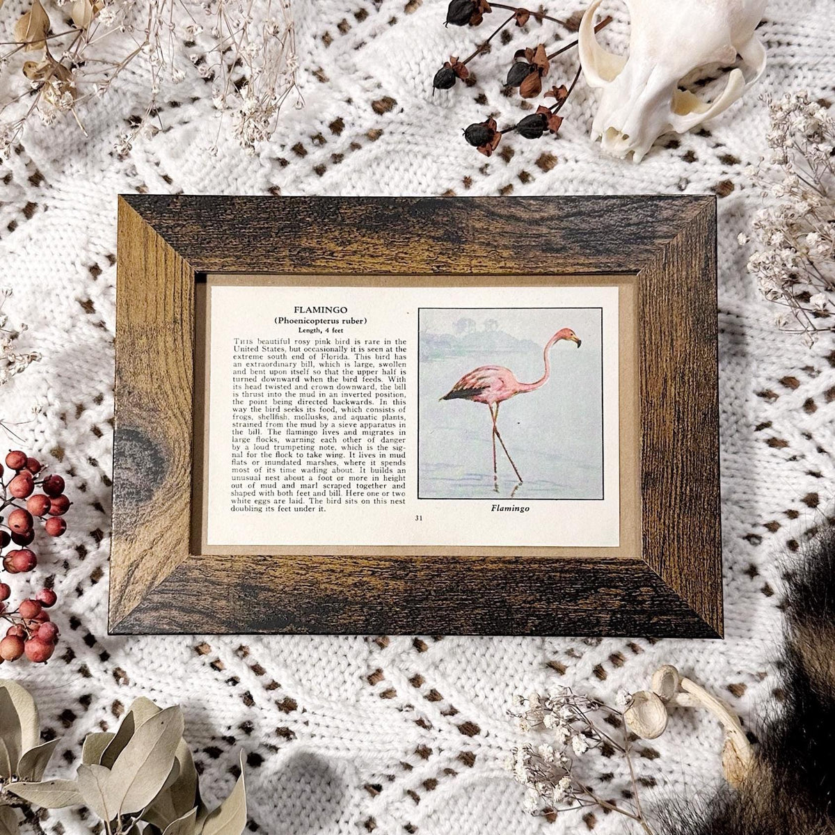 1931 The Flamingo – 4x6 Framed Vintage 1930's Bird Book Page