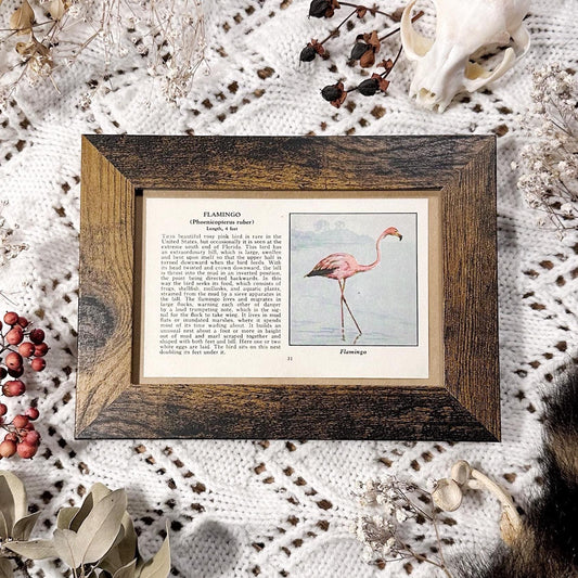 1931 The Flamingo – 4x6 Framed Vintage 1930's Bird Book Page